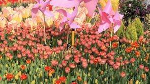 3万株郁金香春节盛放武汉中山公园