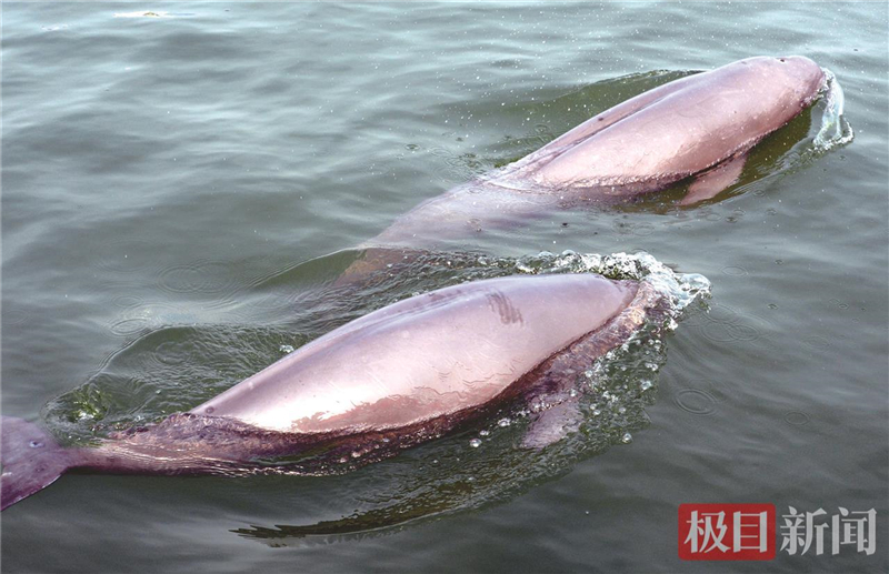 荆江之畔成为“湿地精灵”乐园_fororder_微信图片_2025-10-30_093613_309