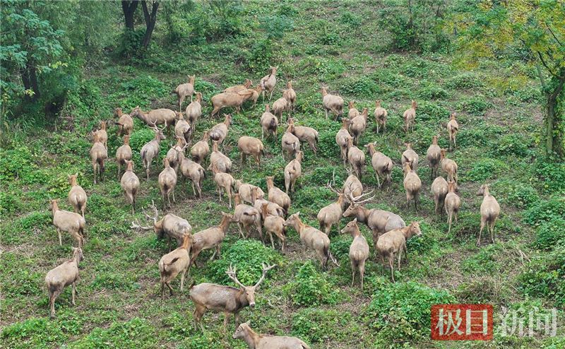 荆江之畔成为“湿地精灵”乐园_fororder_微信图片_2025-10-30_093509_917