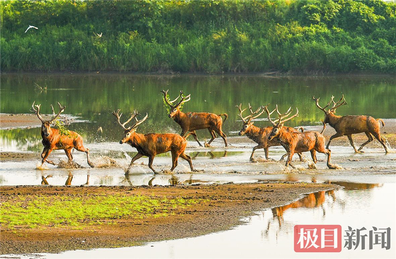 荆江之畔成为“湿地精灵”乐园_fororder_微信图片_2025-10-30_093539_188