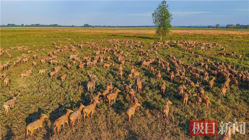 荆江之畔成为“湿地精灵”乐园_fororder_微信图片_2025-10-30_093525_901