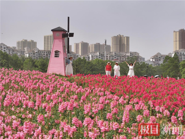 武汉东湖现花毯盛景 4万平方米金鱼草花海引游客打卡_fororder_6c7430c86532476bbc081c3080cf81d7