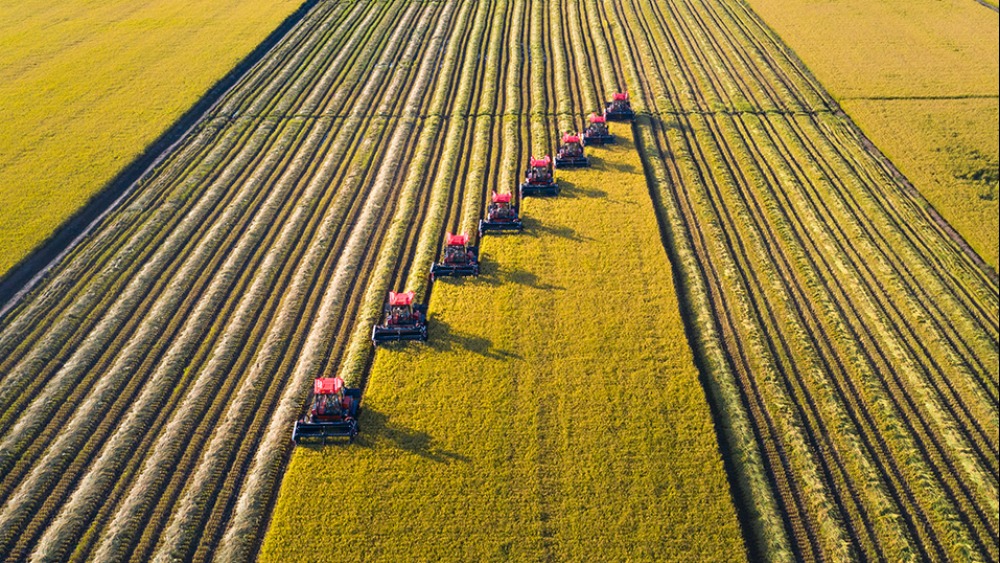 秋粮收获接近尾声 各地抢抓时机保丰收_fororder_1761824624878_922