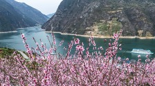 三峽地區(qū)迎來繁花盛景