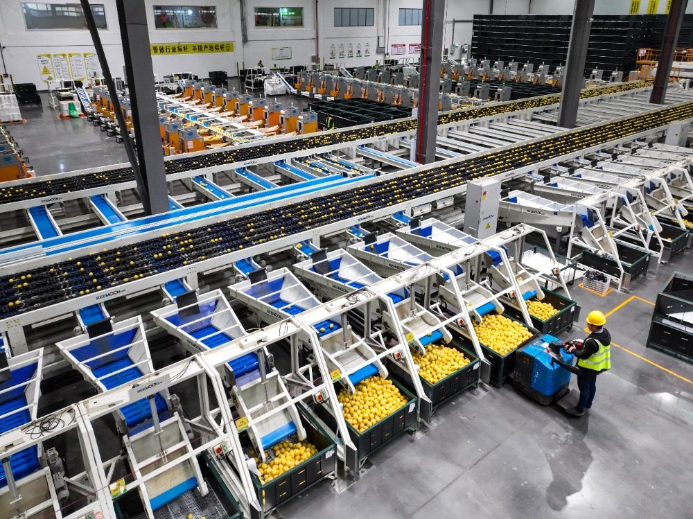 重庆潼南:应季柠檬加工开启“加速键”