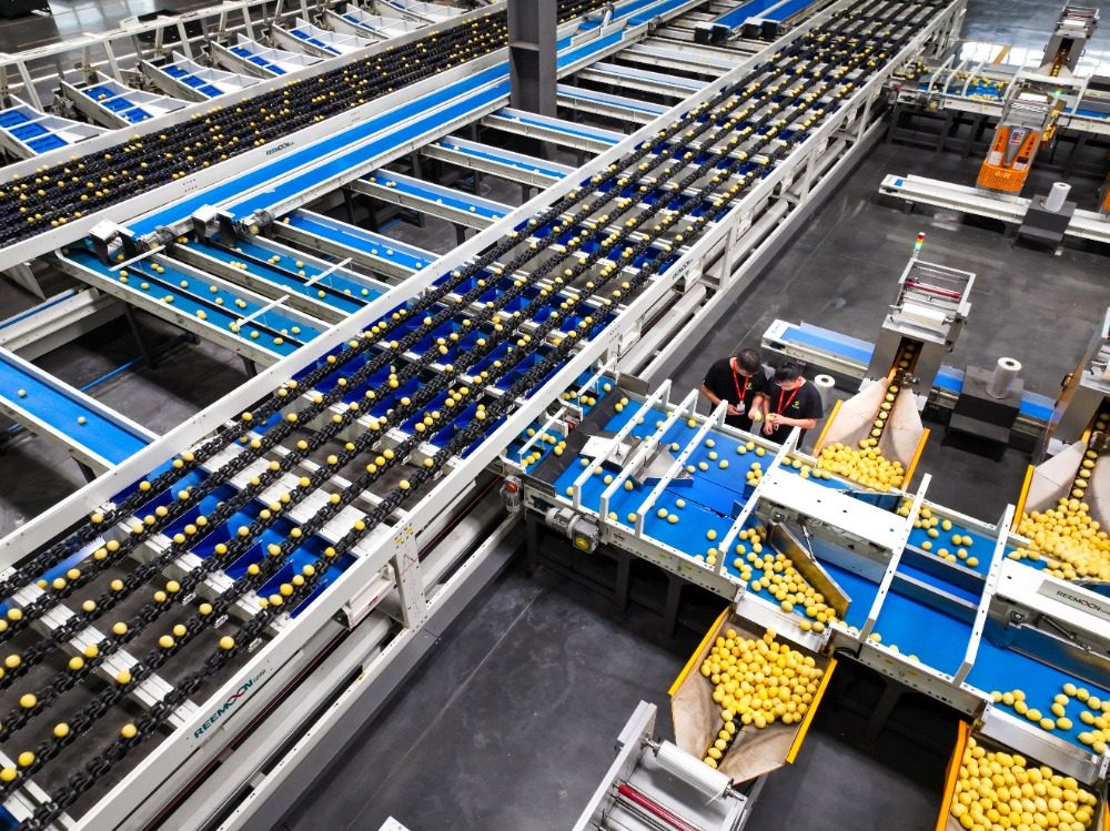 重庆潼南:应季柠檬加工开启“加速键”