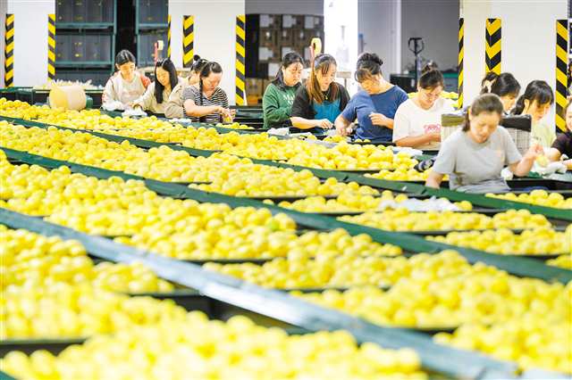 重庆潼南:金秋柠檬香 加工销售忙