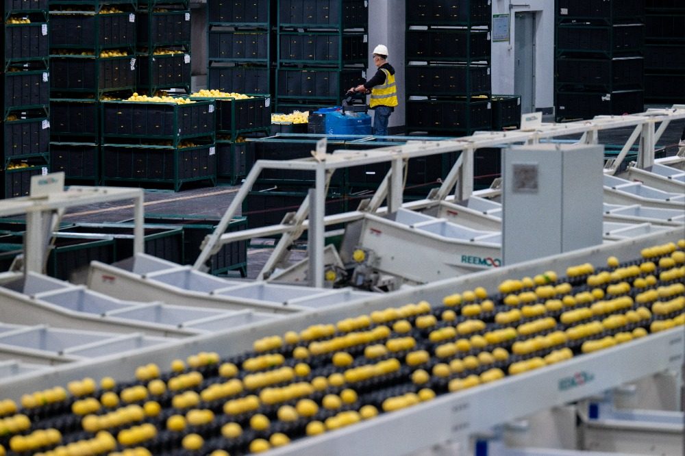 重庆潼南:应季柠檬加工开启“加速键”