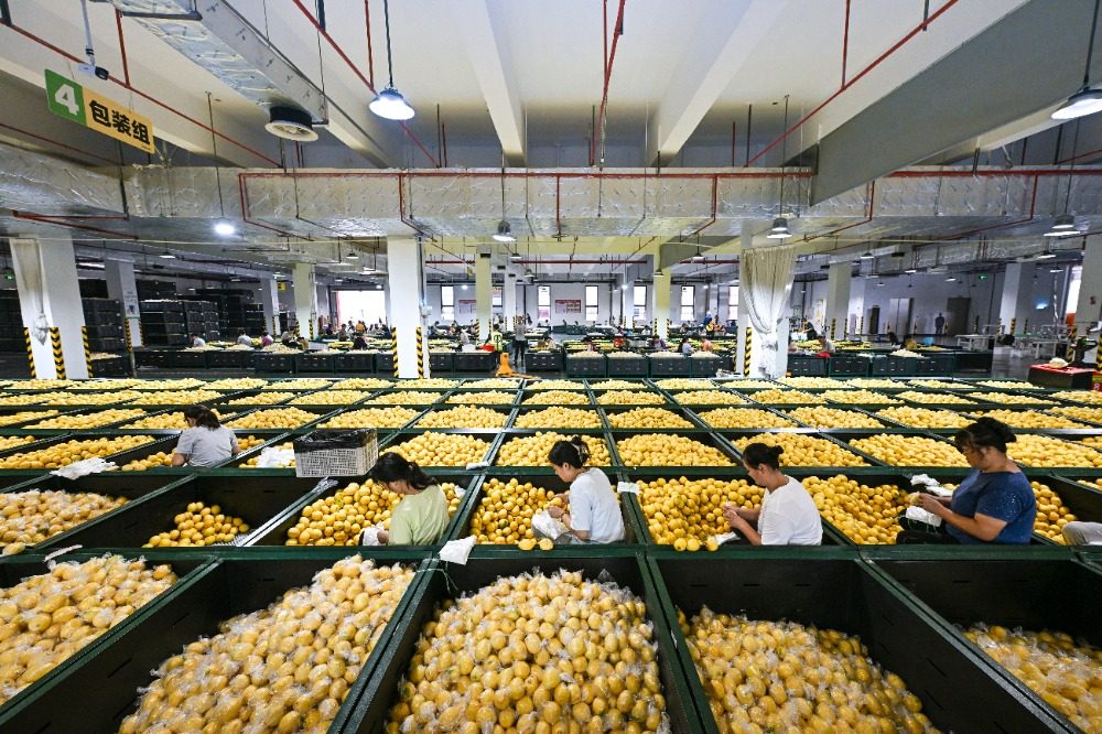 重庆潼南:应季柠檬加工开启“加速键”