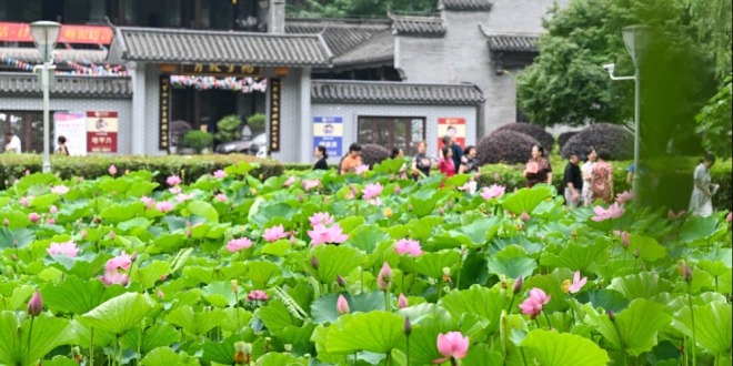 重庆：早荷初绽 市民打卡享惬意生活