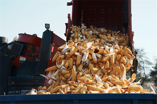 延吉:政策驱动农机升级 玉米秋收高效推进_fororder_吉林农机升级2