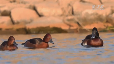 东北师范大学科研人员拍到青头潜鸭珍贵画面