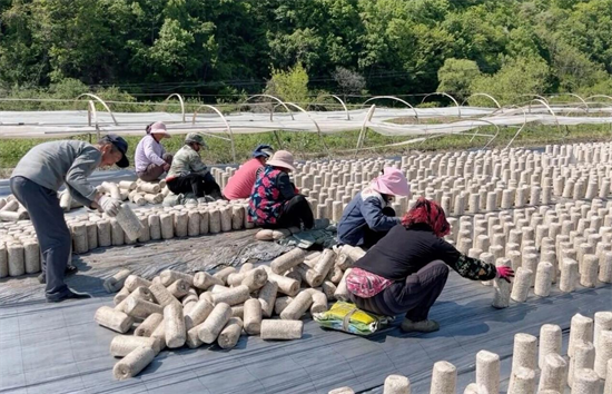 延吉:废弃菌袋“变废为宝” 菌康还田滋养土壤_fororder_吉林废弃菌袋1