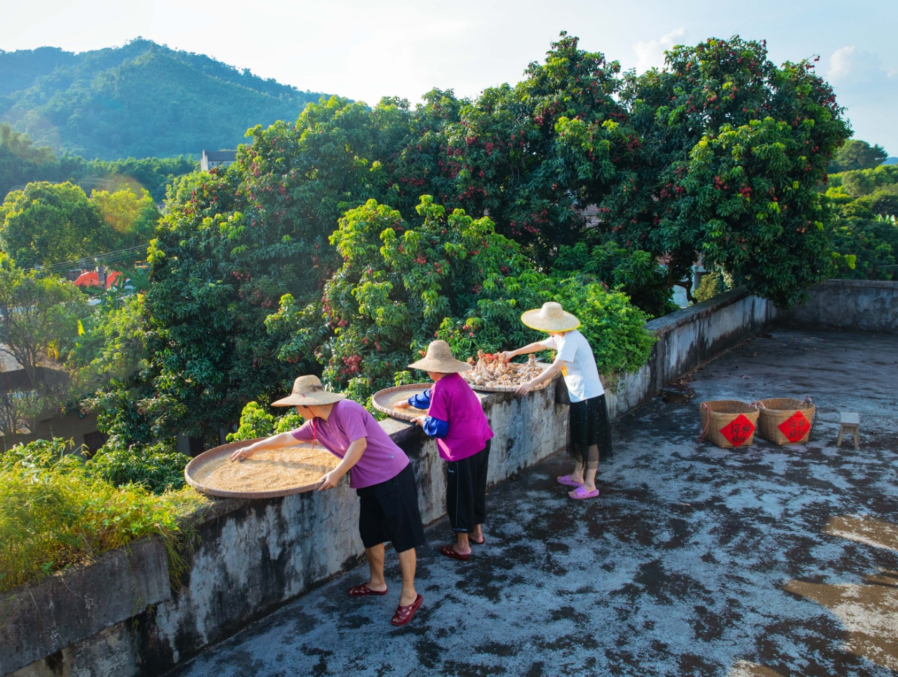 巾帼巧手扮靓方寸庭院,“五美”画卷铺展绿美广州_fororder_庭院5