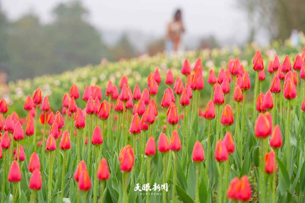 三月的贵州:是被春天打翻的调色盘_fororder_dD0xNzczODE2OTQwX3I9MjU1OThlMmVfdz0xMDgwX3E9MTAwX2U9anBn