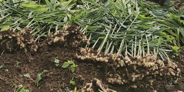 贵州六枝特区木岗镇7500亩黄姜喜获丰收_fororder_2