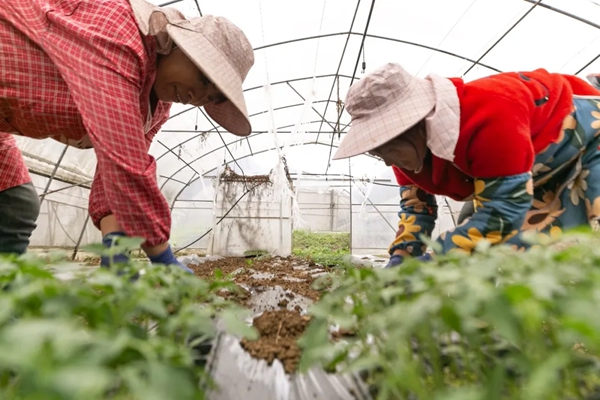 贵州大方马场:大棚移栽忙 春耕干劲足_fororder_2