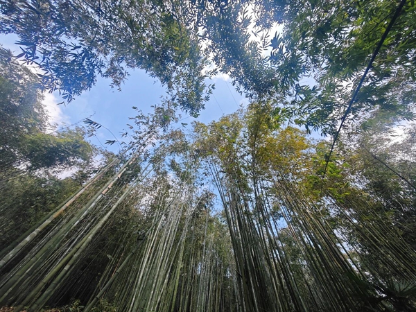 粤贵花开在遵义 | 1.74亿,珠遵山海情深赴新程_fororder_宝源乡竹林。
