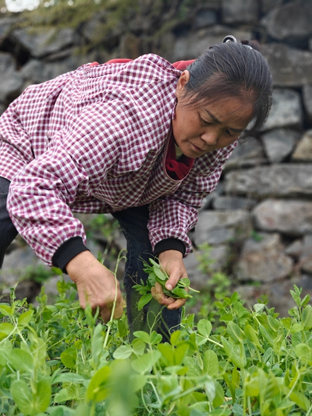 贵州仁怀:30万亩冬闲田不闲 “高粱+”轮作土地生金_fororder_村民们忙着采摘豌豆尖