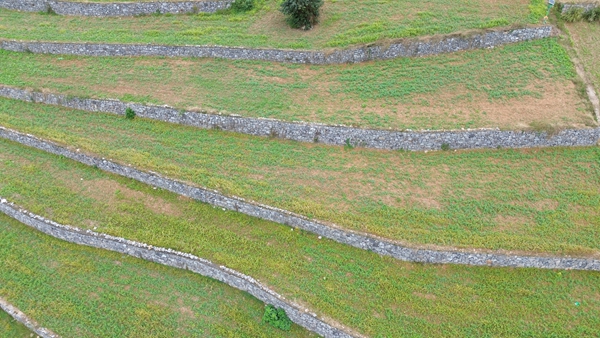 贵州仁怀:30万亩冬闲田不闲 “高粱+”轮作土地生金_fororder_仁怀市五马镇三元村高标准农田种满豌豆尖 (2).JPG