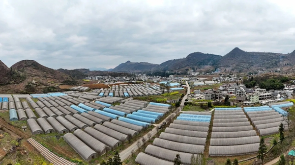 贵州大方马场:大棚移栽忙 春耕干劲足_fororder_1