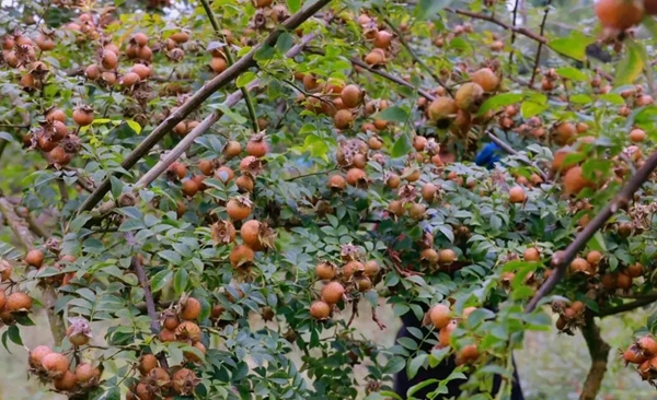 贵州安顺龙宫镇新田村喜获丰收“金果子” 铺就乡村振兴“甜蜜路”_fororder_11_副本