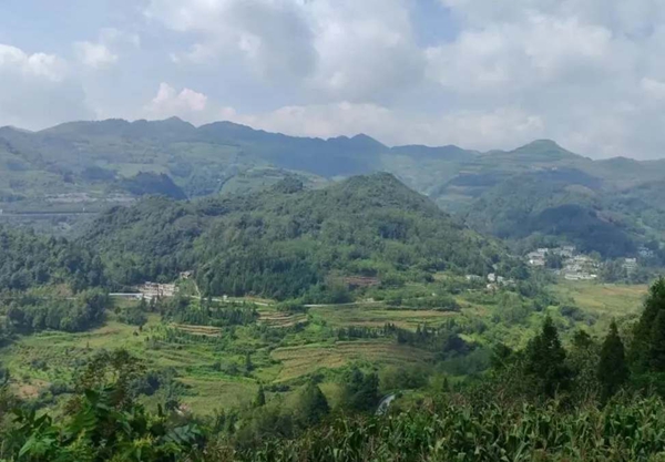 六盘水市水城区玉舍镇新发村:田间药材种植忙 蜘蛛香成“致富草”_fororder_11_副本