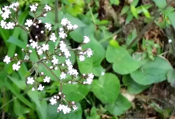 六盘水市水城区玉舍镇新发村:田间药材种植忙 蜘蛛香成“致富草”_fororder_33_副本
