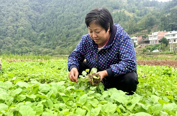 贵州习水:一季油香一季稻 稻油轮作好“丰”景_fororder_2_副本