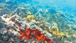 施工环保两不误  鱼类重回珊瑚丛