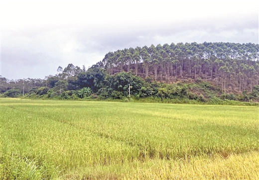 广西盐碱地治理“样板”将落地非洲莫桑比克