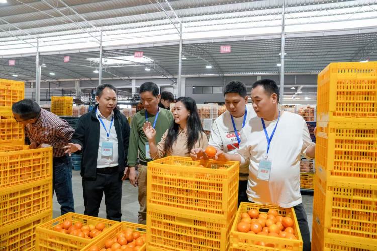 50位采购商溯源“八桂优果” 产销对接助力“桂果出海”_fororder_3