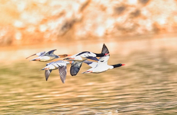 桂林灵川:“鸟中大熊猫”中华秋沙鸭现身青狮潭_fororder_6