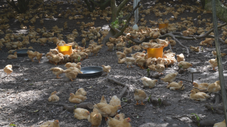 广西兴业：五年聚力兴农路 粮丰业旺绘就乡村新图景