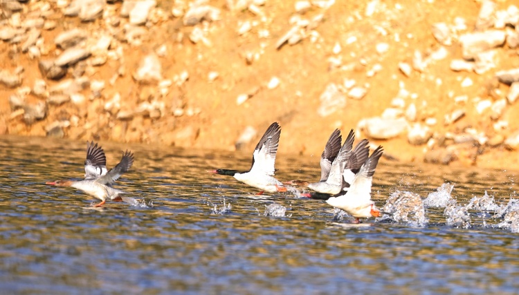 桂林灵川:“鸟中大熊猫”中华秋沙鸭现身青狮潭_fororder_1