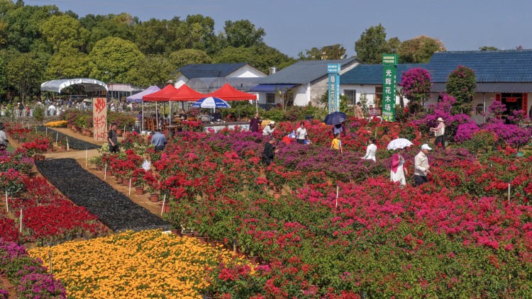 60多万盆花卉苗木在桂林集中展出_fororder_2