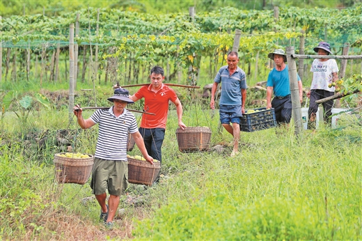 青山育甜果,远销海外去_fororder_8905469_cenhr_1757906883612_b