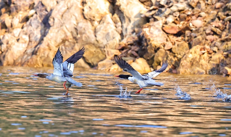 桂林灵川:“鸟中大熊猫”中华秋沙鸭现身青狮潭_fororder_2