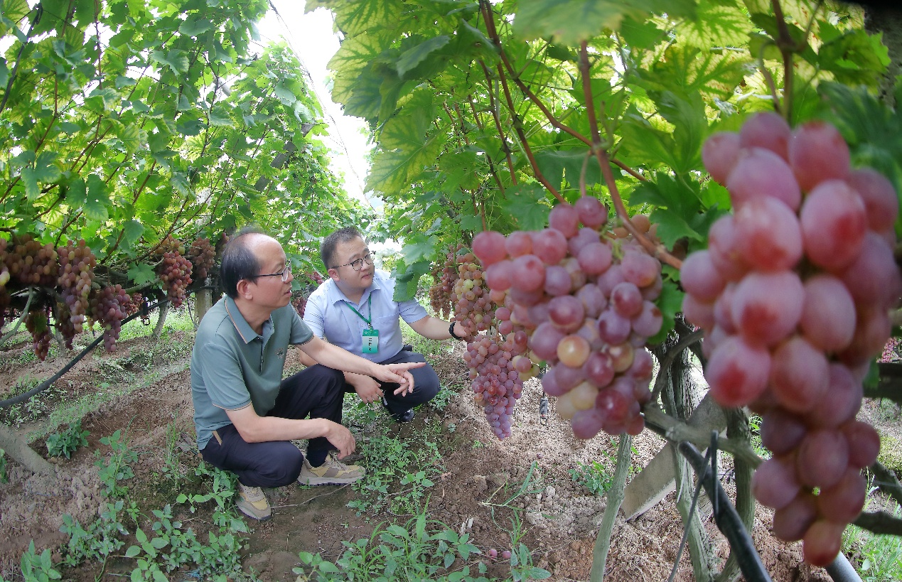 桂林农行以金融活水精准滴灌“三农”沃土_fororder_1