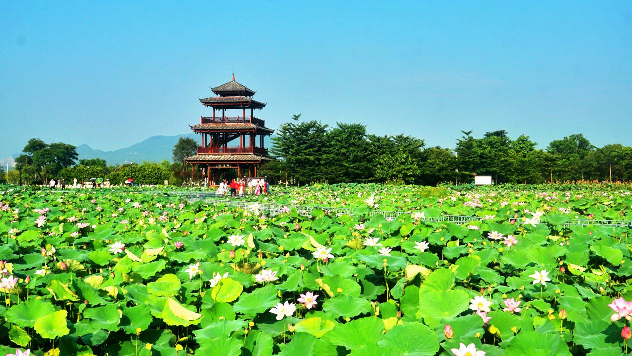 贵港:“壮美公路”绘就乡村振兴新图景_fororder_3