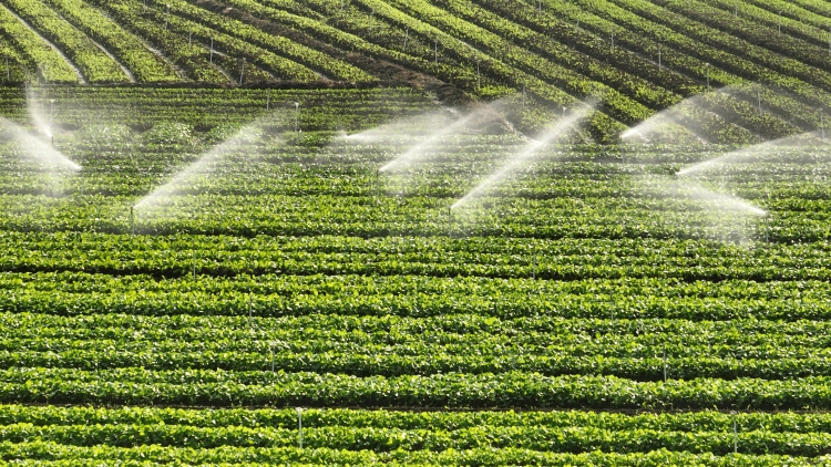 广西兴业县:万亩冬菜抢“鲜”上市 “冬闲田”变“增收田”_fororder_图五:在兴业县百嘉农业生态合作社的种植基地,水肥一体化喷灌系统正在精准作业(宁诗琪摄) (2).JPG