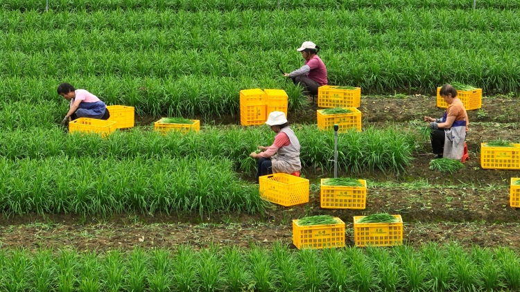 广西兴业县:万亩冬菜抢“鲜”上市 “冬闲田”变“增收田”_fororder_图二:在兴业县葵阳镇中江村的韭菜种植基地,工人们正在收割、包扎韭菜(宁诗琪摄).JPG