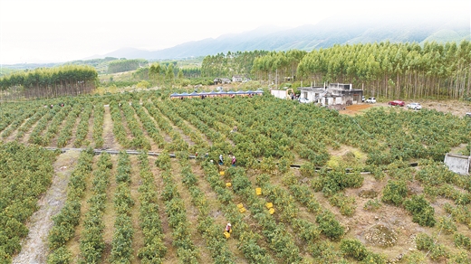 田间直播带火富川脐橙_fororder_9006336_hhb_1762490481521_b