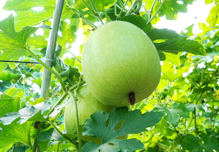 香芋冬瓜喜丰收_fororder_8991517_hhb_1761882011512_b (1)