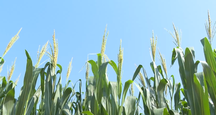 石家庄市鹿泉区:“一喷多促”助力玉米稳产丰收_fororder_图片2