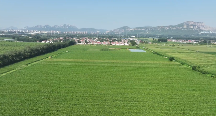 石家庄市鹿泉区:“一喷多促”助力玉米稳产丰收_fororder_图片1