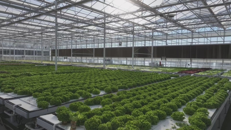 图片默认标题_fororder_image005