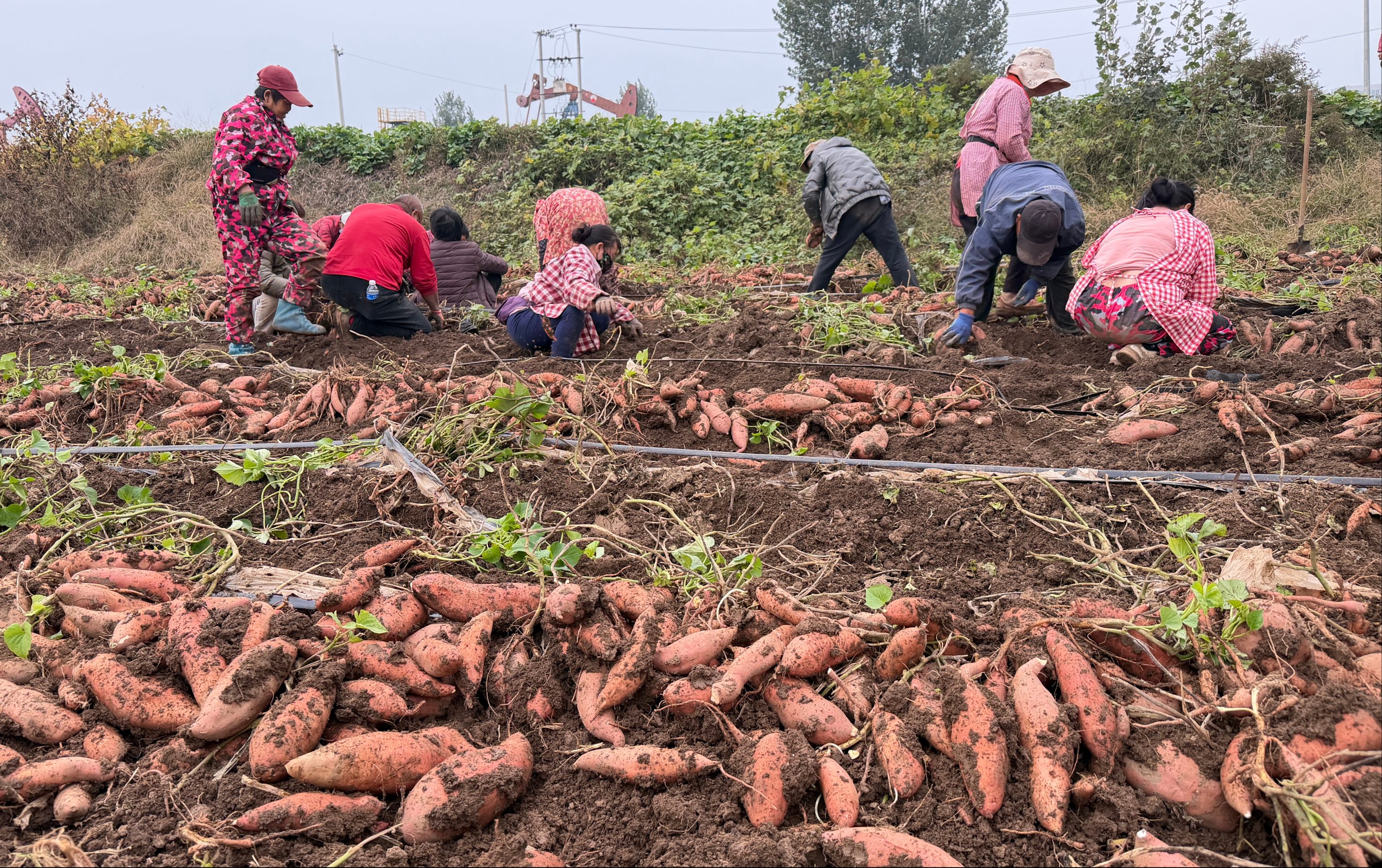 河北蠡县:红薯喜获丰收 产业链赋能乡村振兴_fororder_0003