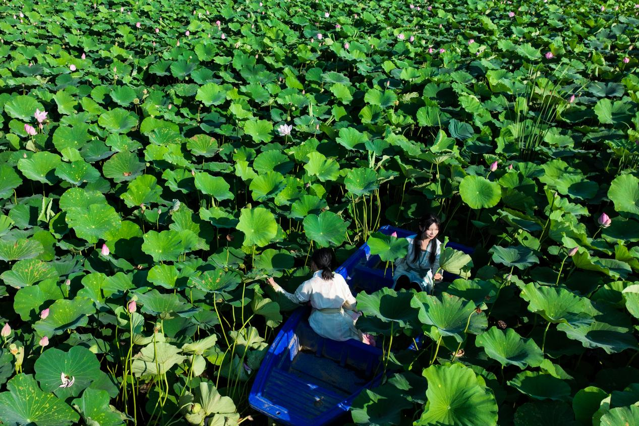 河北高阳:乡村游 点燃夏日经济新动能_fororder_图片12