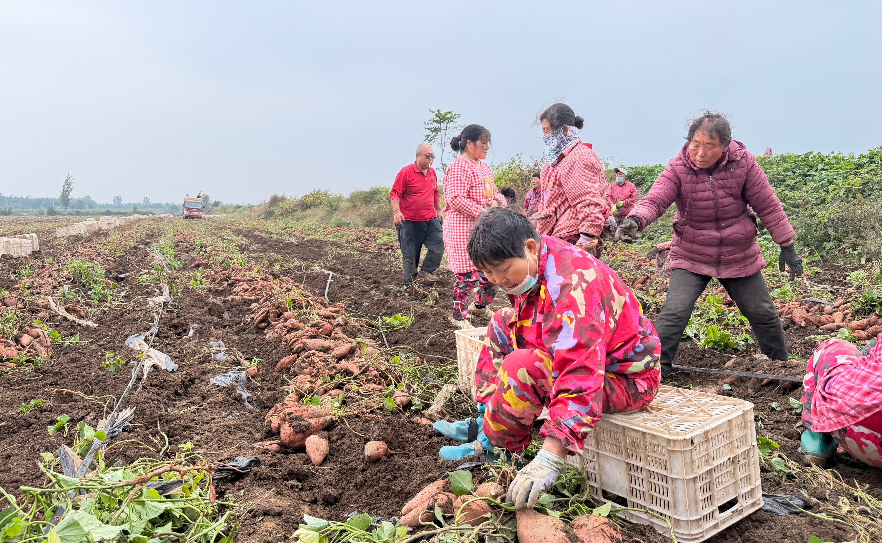 河北蠡县:红薯喜获丰收 产业链赋能乡村振兴_fororder_0001